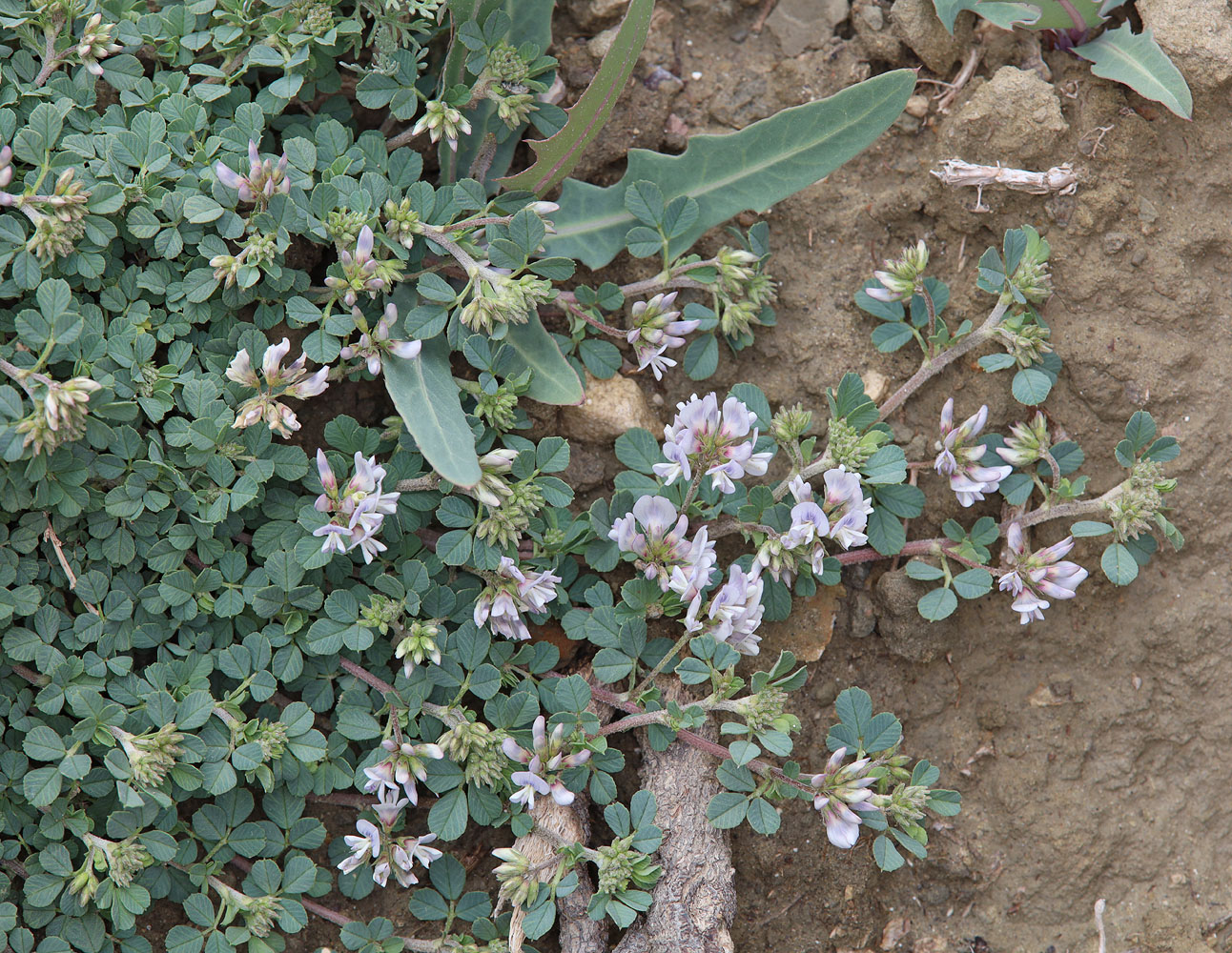 Изображение особи Medicago daghestanica.