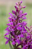 Dactylorhiza salina. Соцветие. Алтай, Кош-Агачский р-н, Курайская степь, пойма р. Тыдтугем, луг. 15 июня 2022 г.