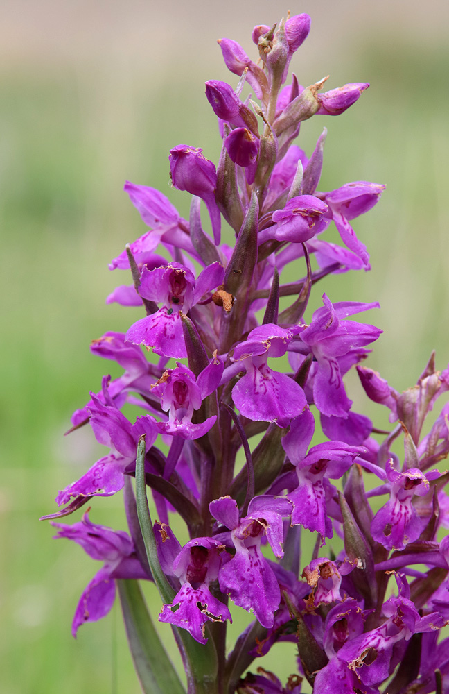 Изображение особи Dactylorhiza salina.