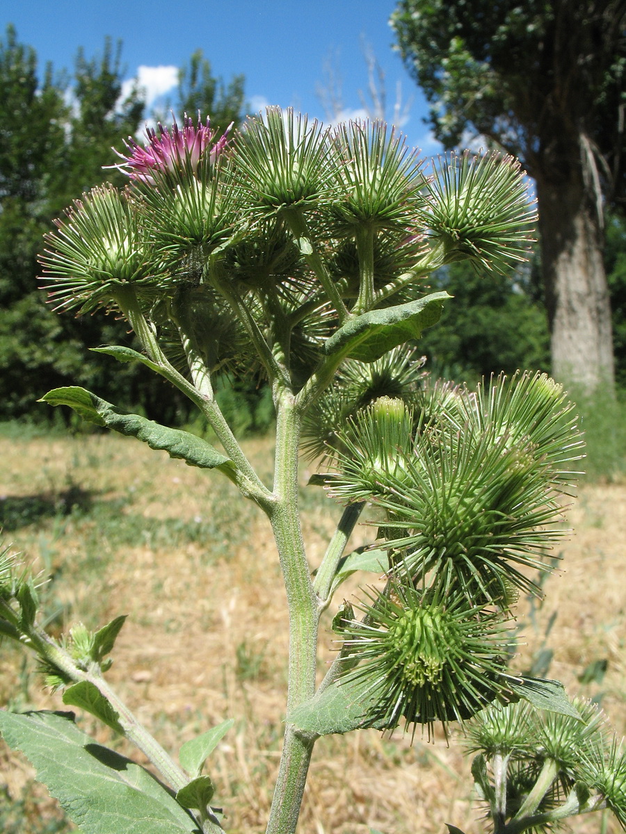 Изображение особи Arctium leiospermum.