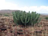 genus Euphorbia. Вегетирующее растение. Намибия, обл. Кунене, округ Sesfontein, кемпинг Онгонго. 17.01.2010.