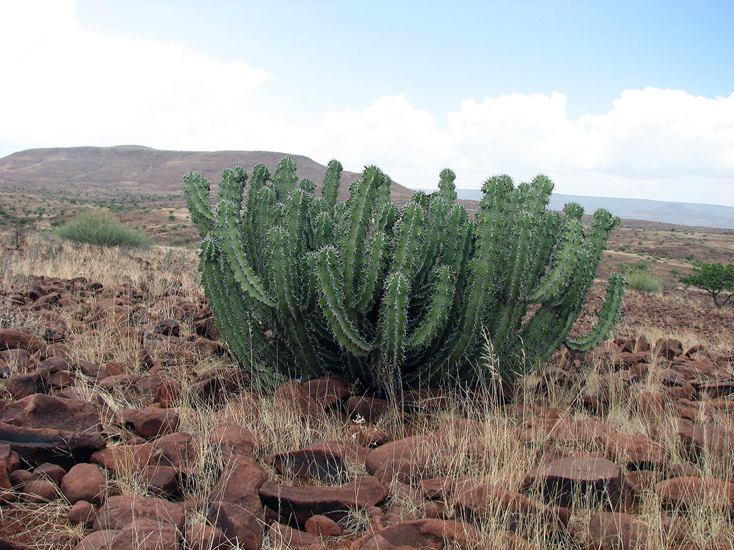 Изображение особи род Euphorbia.