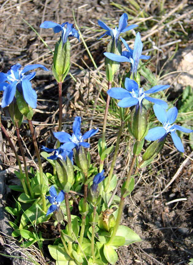 Изображение особи Gentiana uniflora.