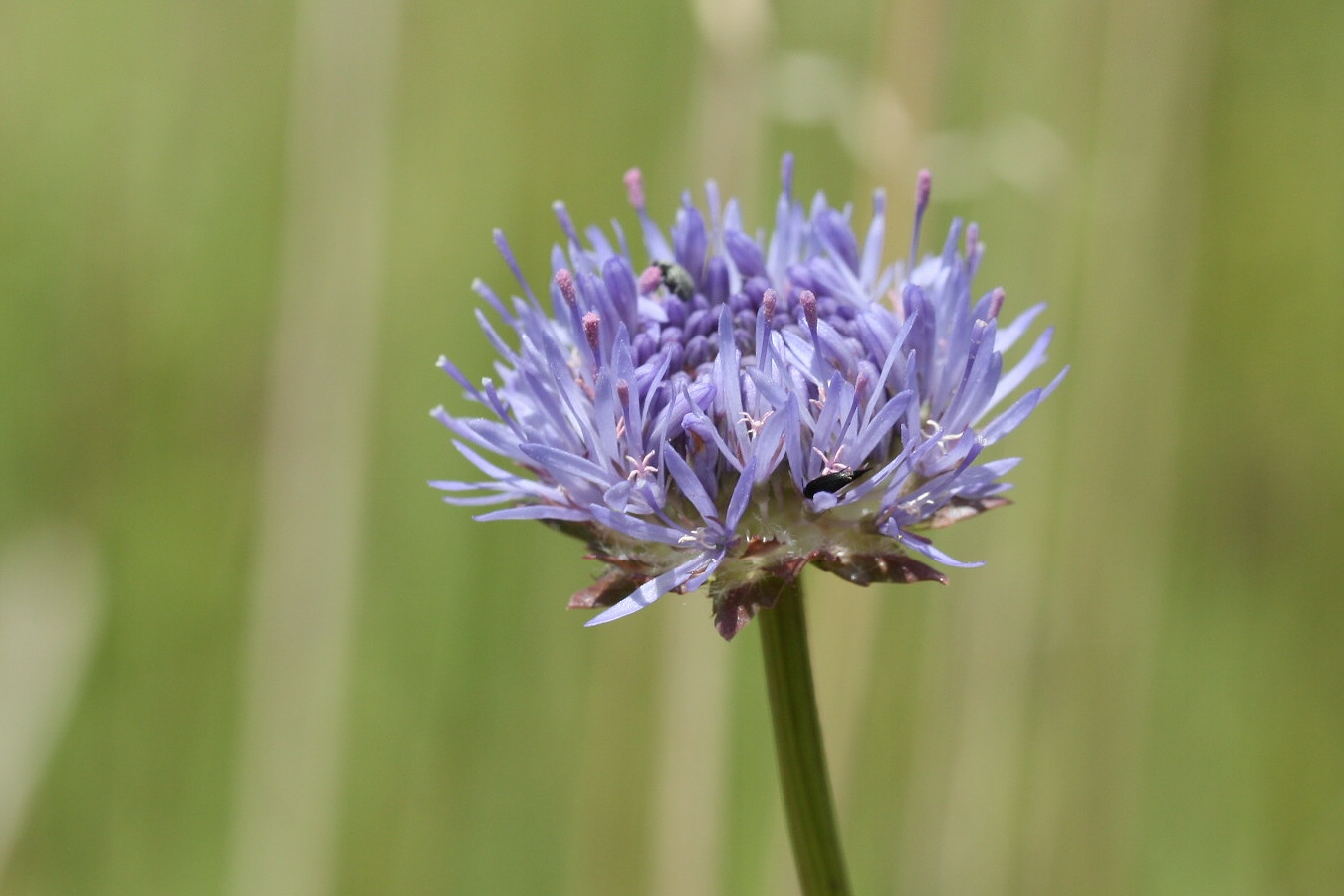 Image of Jasione montana specimen.