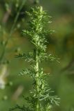 Artemisia chamaemelifolia. Верхушка вегетирующего растения. Республика Ингушетия, Джейрахский р-н, окр. ур. Бархане, луг. 22 июня 2022 г.