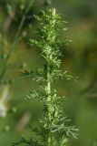 Artemisia chamaemelifolia