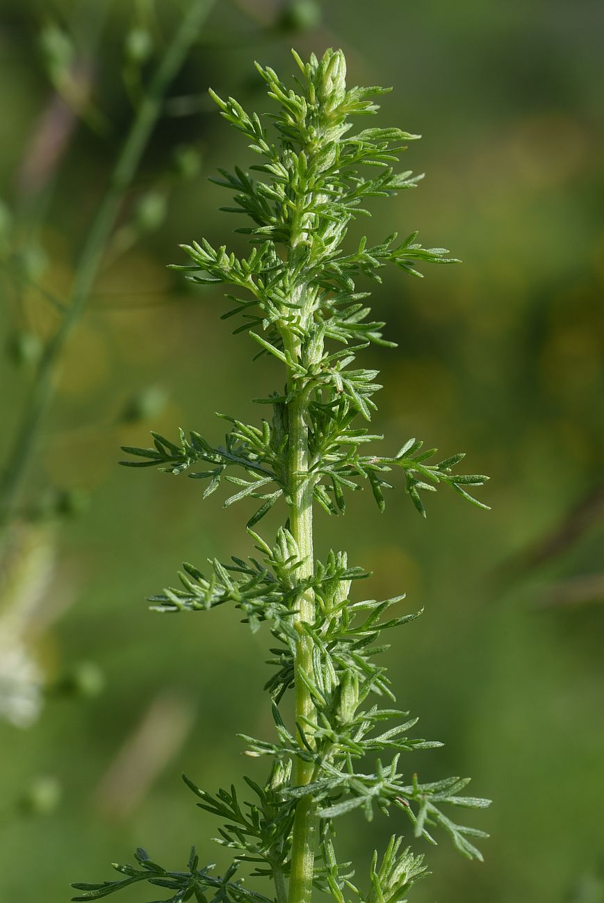 Изображение особи Artemisia chamaemelifolia.