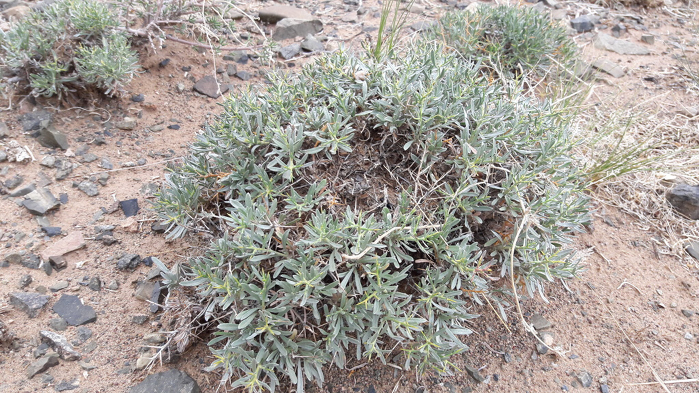 Image of Ajania trifida specimen.