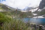 genus Festuca