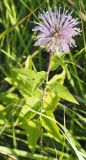 Monarda fistulosa