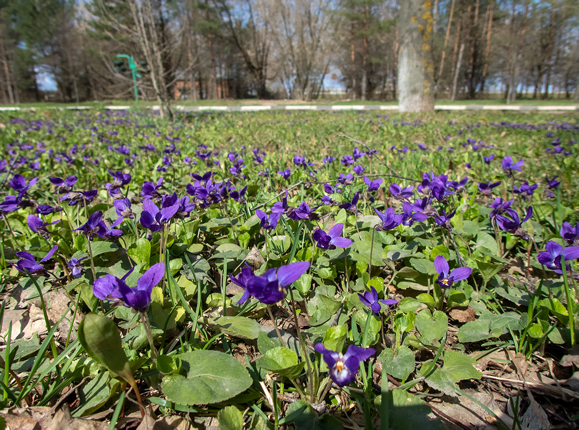 Image of Viola odorata specimen.
