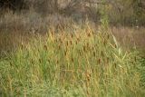 Typha laxmannii. Плодоносящие растения. Ростовская обл., Азовский р-н, окр. хут. Обуховка, заболоченная канава. 21.08.2022.