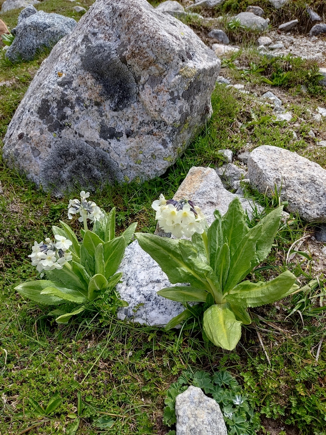 Image of Primula bayernii specimen.