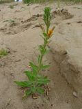 Oenothera depressa