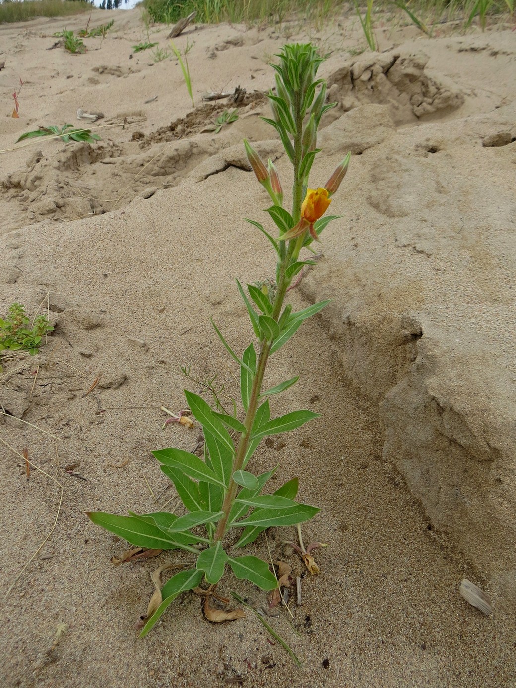 Изображение особи Oenothera depressa.