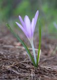 Colchicum stevenii. Цветущее растение. Израиль, лесопарк Шоам. 11.12.2022.