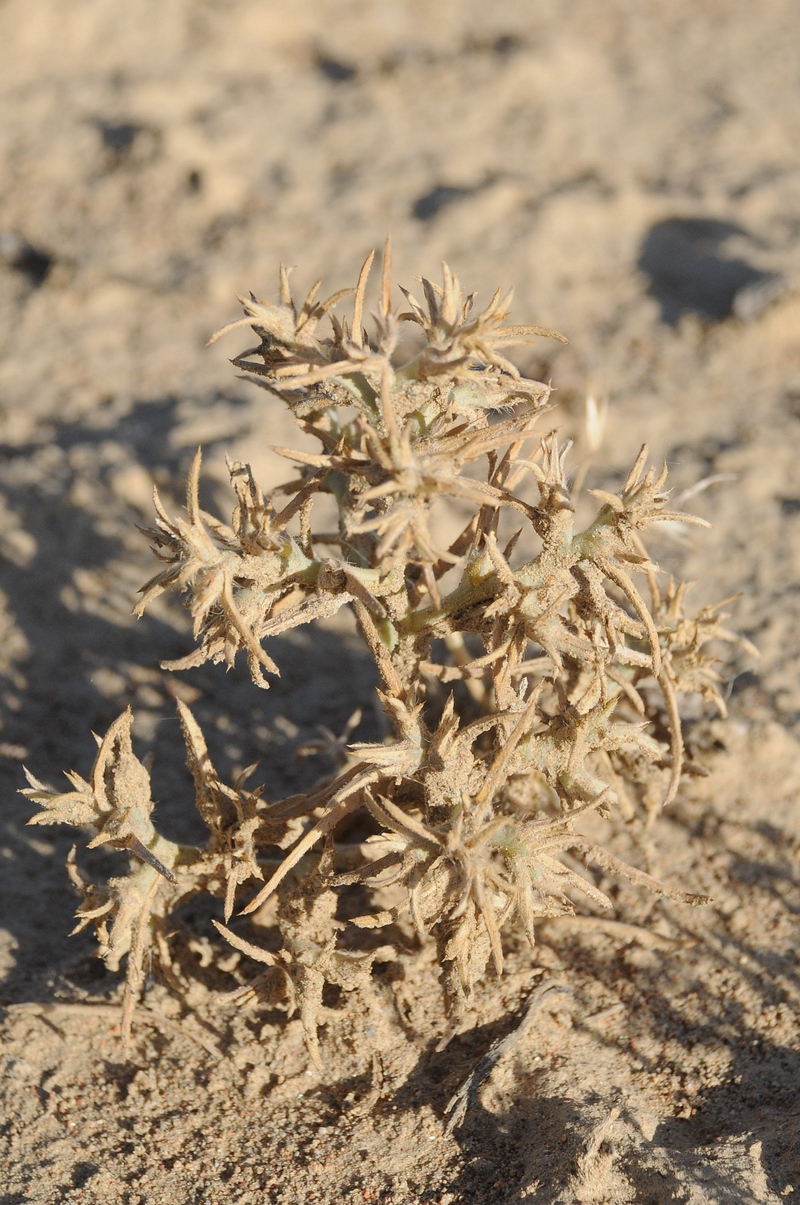 Image of Halimocnemis villosa specimen.