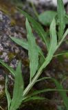 Erysimum aureum