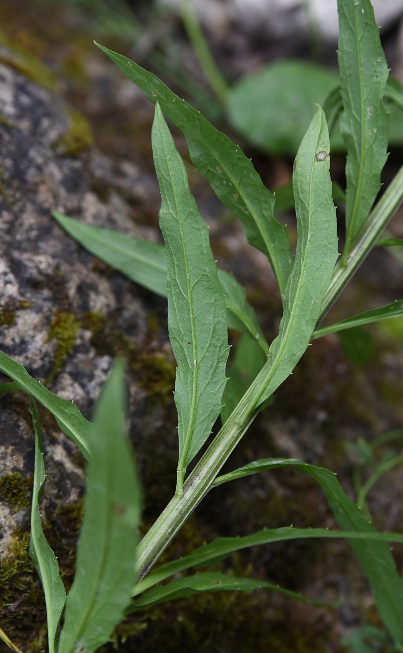 Image of Erysimum aureum specimen.