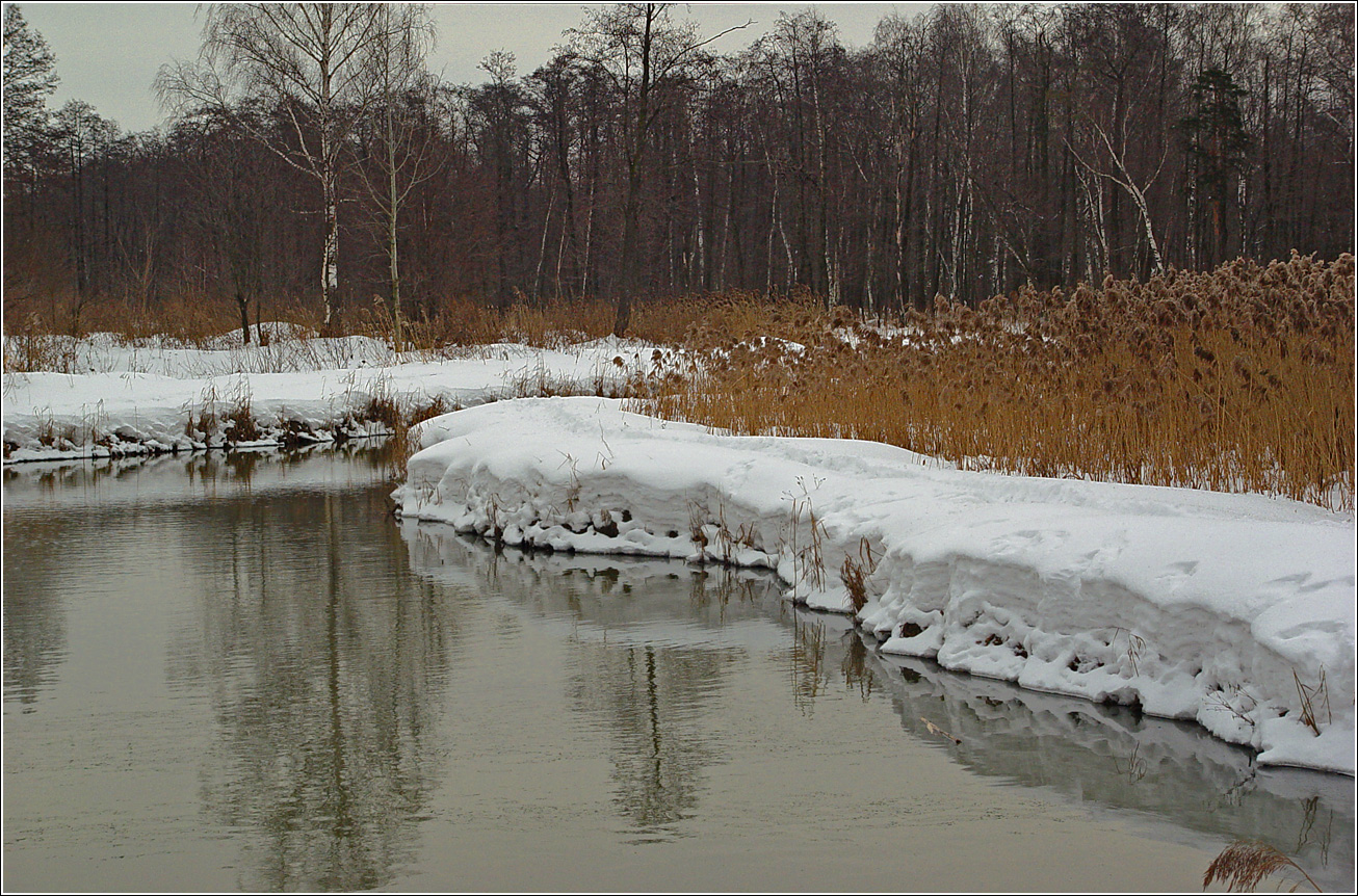 Image of Phragmites australis specimen.