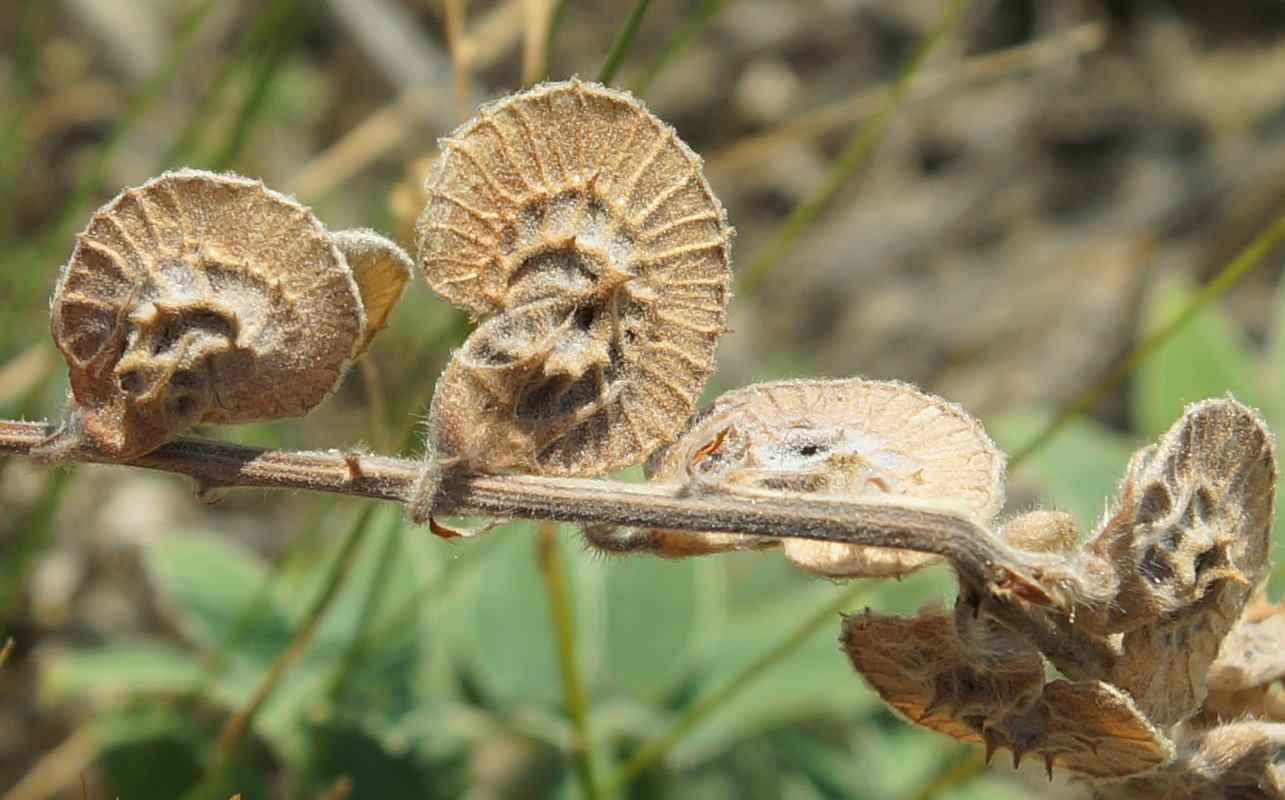 Image of Onobrychis pallasii specimen.