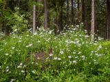 Stellaria holostea