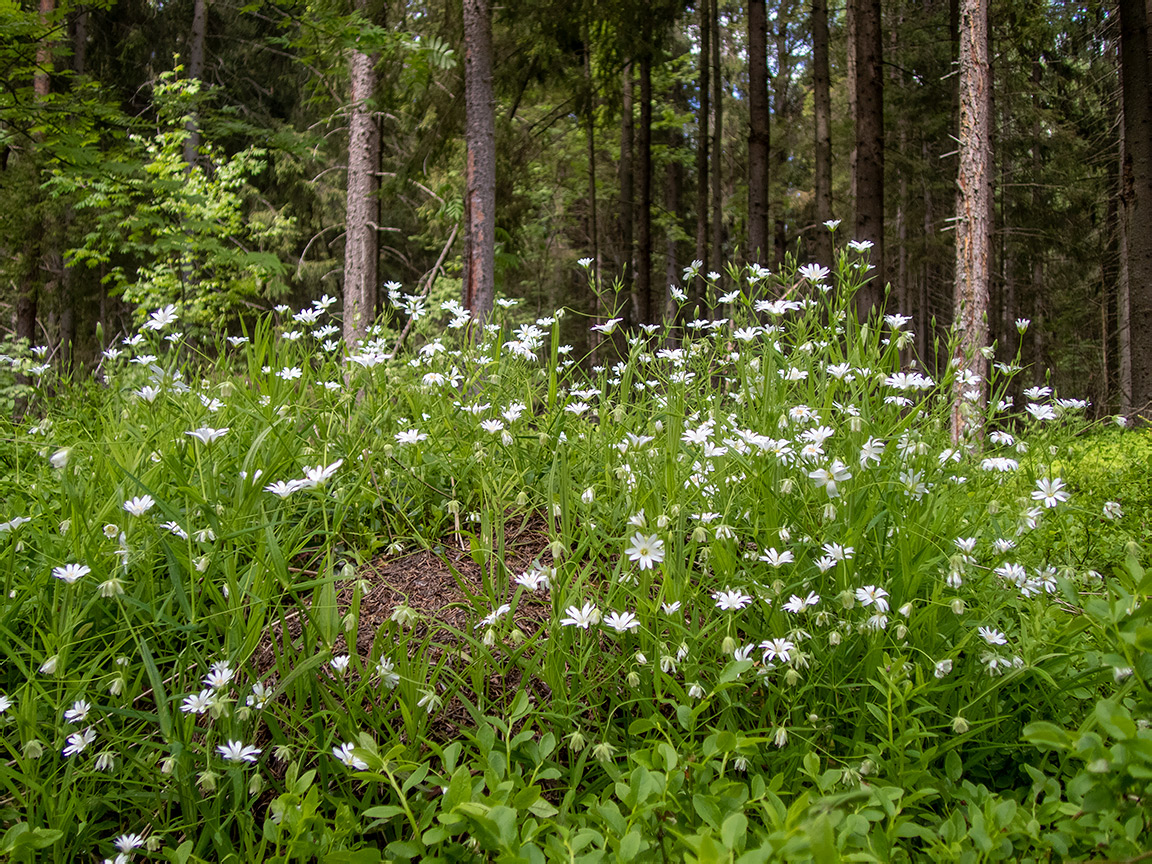 Изображение особи Stellaria holostea.