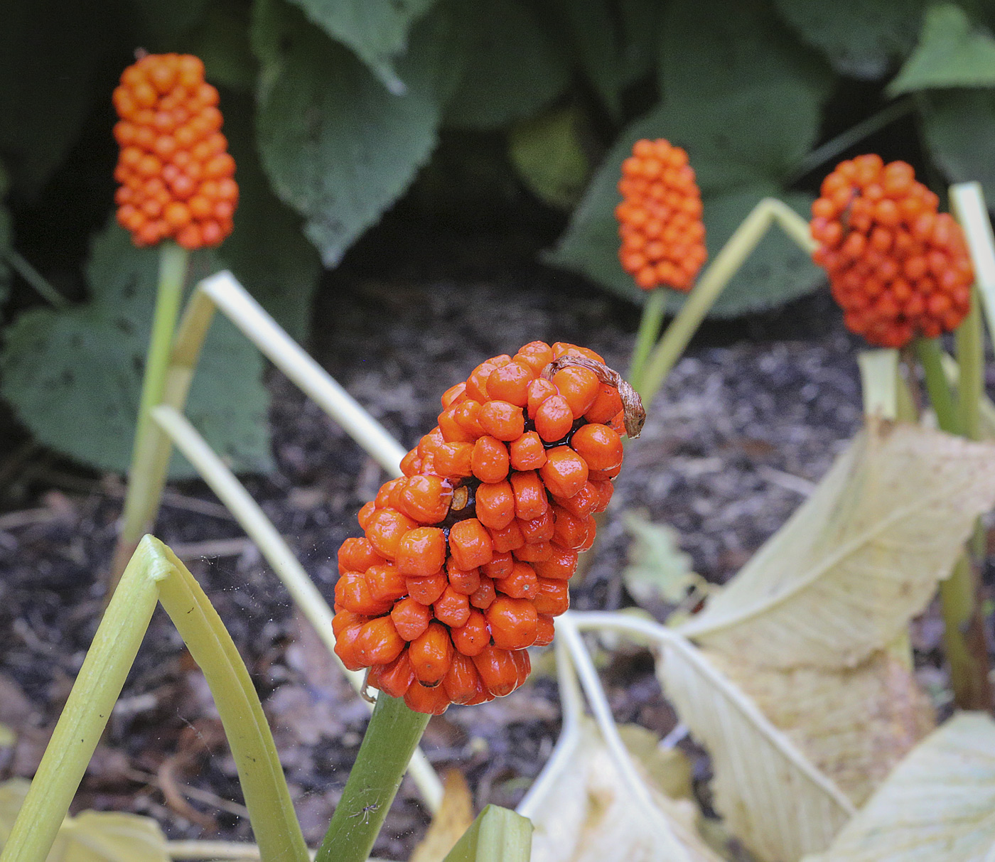 Изображение особи Arisaema komarovii.