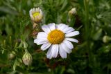 Anthemis palaestina