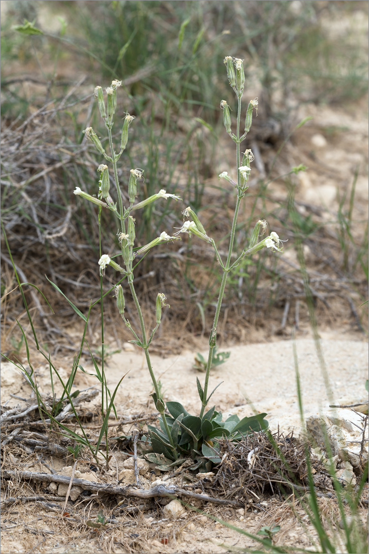 Image of Silene viscosa specimen.