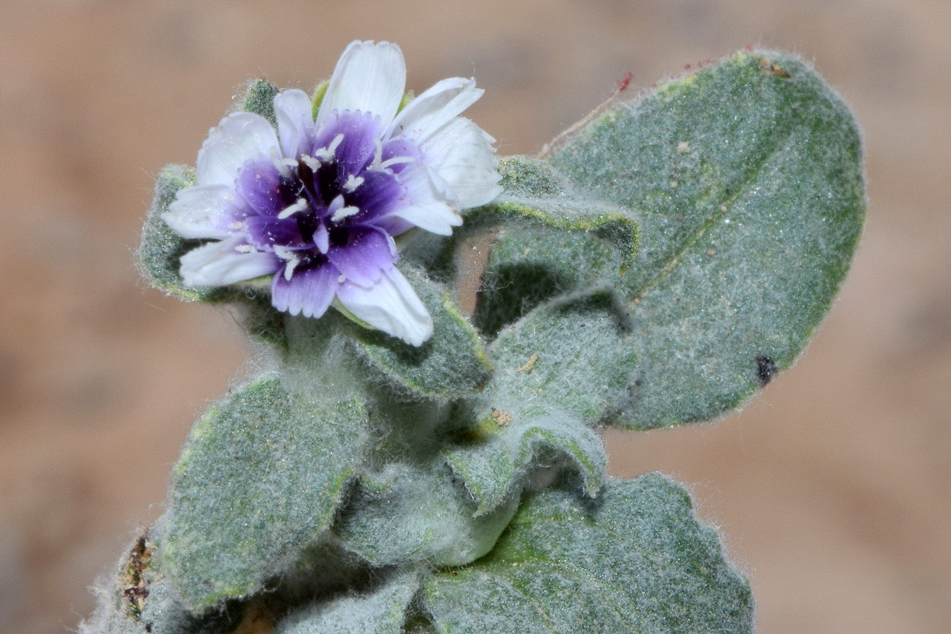 Изображение особи Epilasia mirabilis.