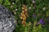 genus Orobanche. Цветущие растения (в сообществе Trifolium и Salvia verticillata). Республика Ингушетия, Джейрахский р-н, окр. альплагеря \"Кязи\", выс. 2070 м н.у.м, берег ручья. 23 июля 2022 г.