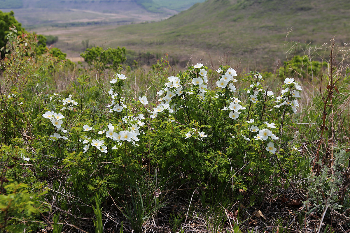 Изображение особи Rosa spinosissima.