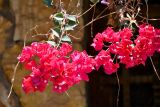 Bougainvillea glabra. Верхушки ветвей с соцветиями. Египет, мухафаза Эль-Гиза, оазис Бахария, в культуре. 30.04.2023.