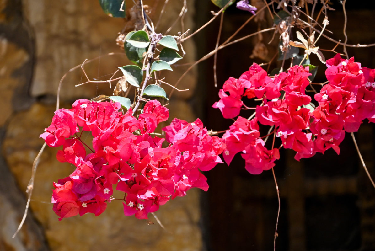 Image of Bougainvillea glabra specimen.