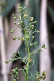 Scrophularia umbrosa. Верхушка цветущего и плодоносящего растения. Южный Казахстан, предгорья Боролдайтау, долина реки Кокбулак, берег отводного арыка. 17.08.2010.