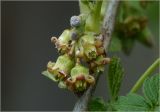 Ribes nigrum