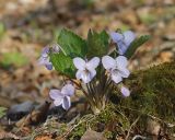 Viola selkirkii. Цветущее растение. Амурская обл., Архаринский р-н, Хинганский заповедник, кластер \"Хинганское\", басс. р. Эракта, дубрава на горном склоне. 16.05.2022.