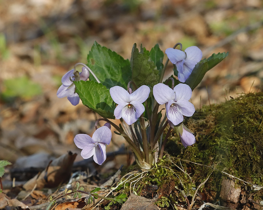 Image of Viola selkirkii specimen.