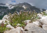 Asperula abchasica