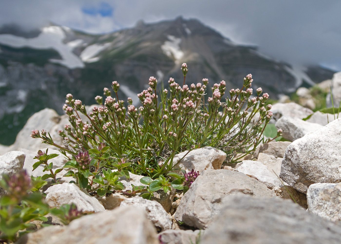 Изображение особи Asperula abchasica.