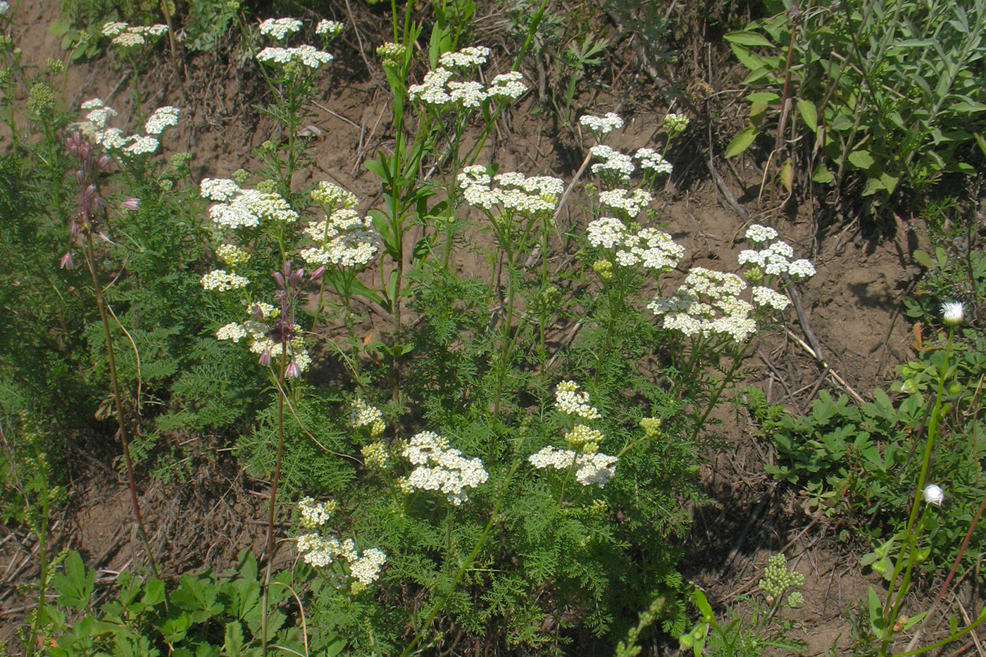 Image of Achillea nobilis specimen.