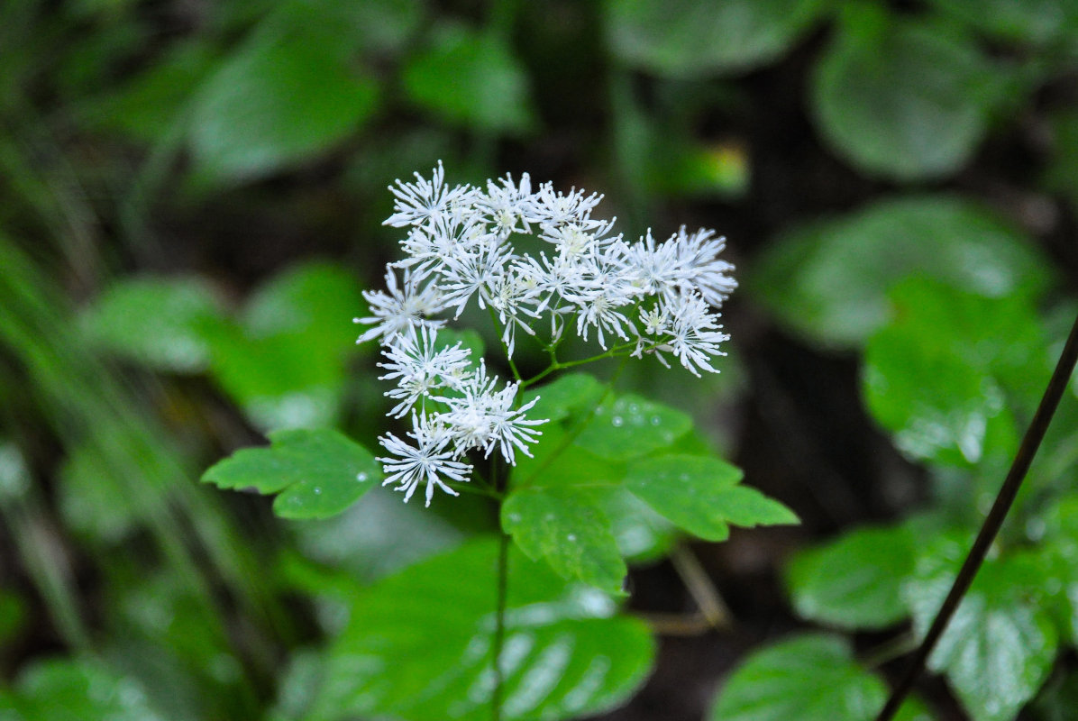 Изображение особи Thalictrum tuberiferum.