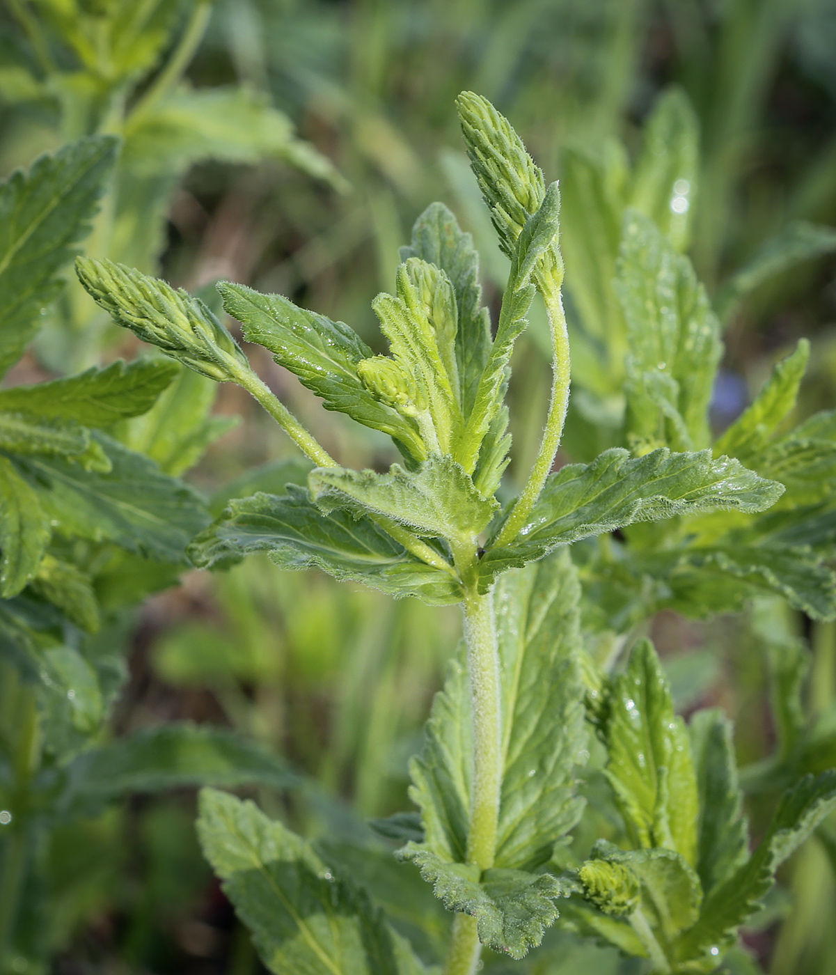 Image of Veronica teucrium specimen.