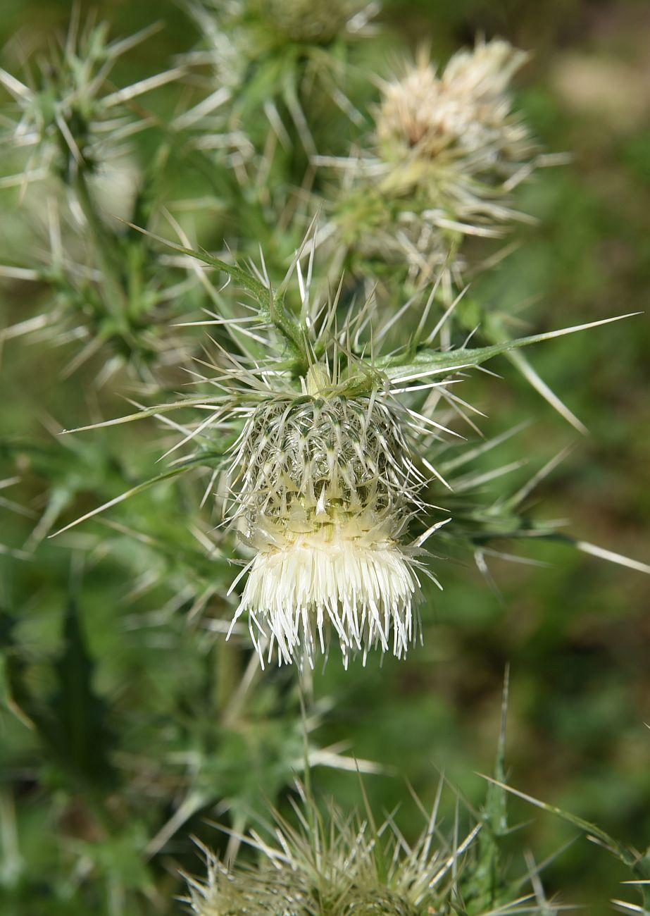 Image of Cirsium echinus specimen.