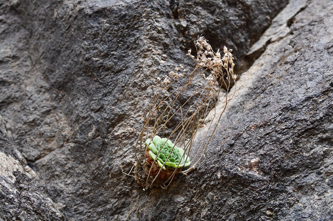 Image of Rosularia platyphylla specimen.