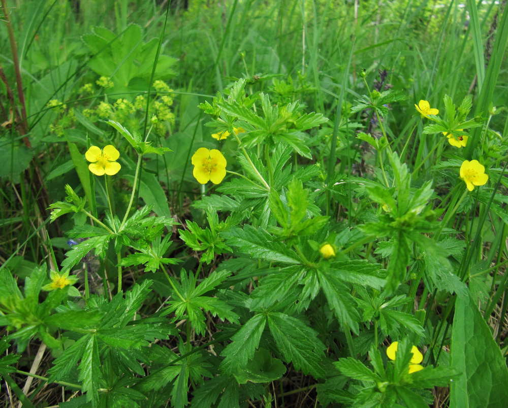 Image of Potentilla erecta specimen.