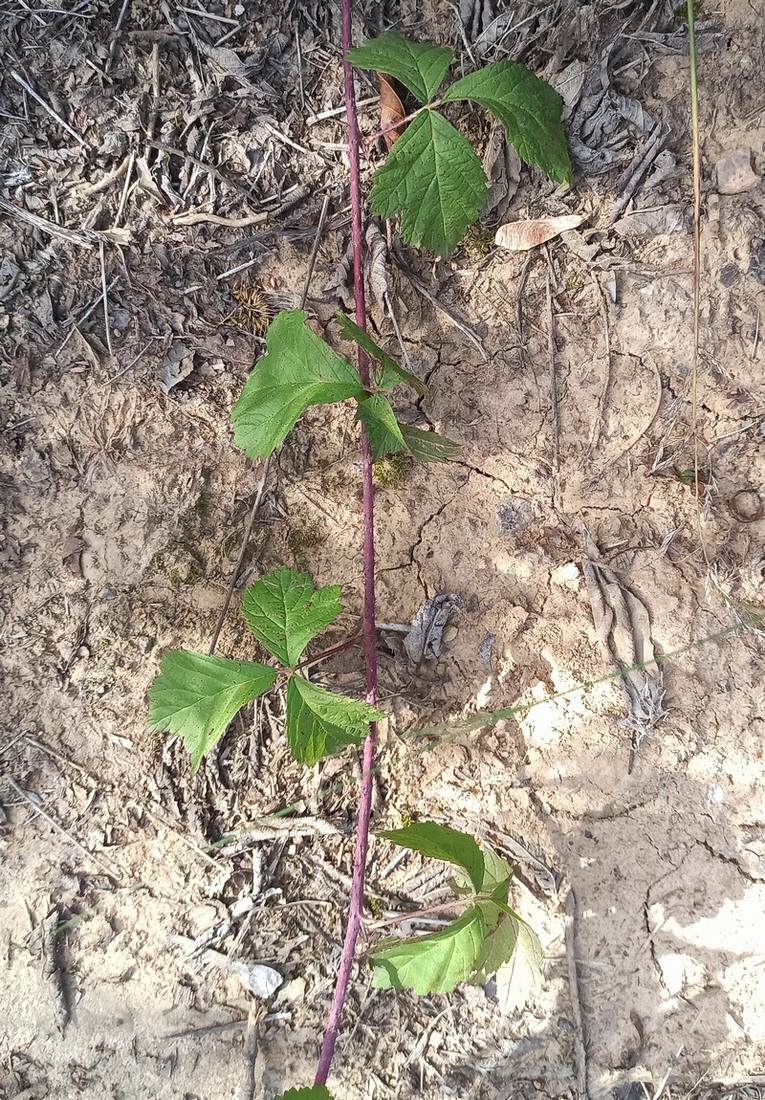 Изображение особи Rubus caesius.