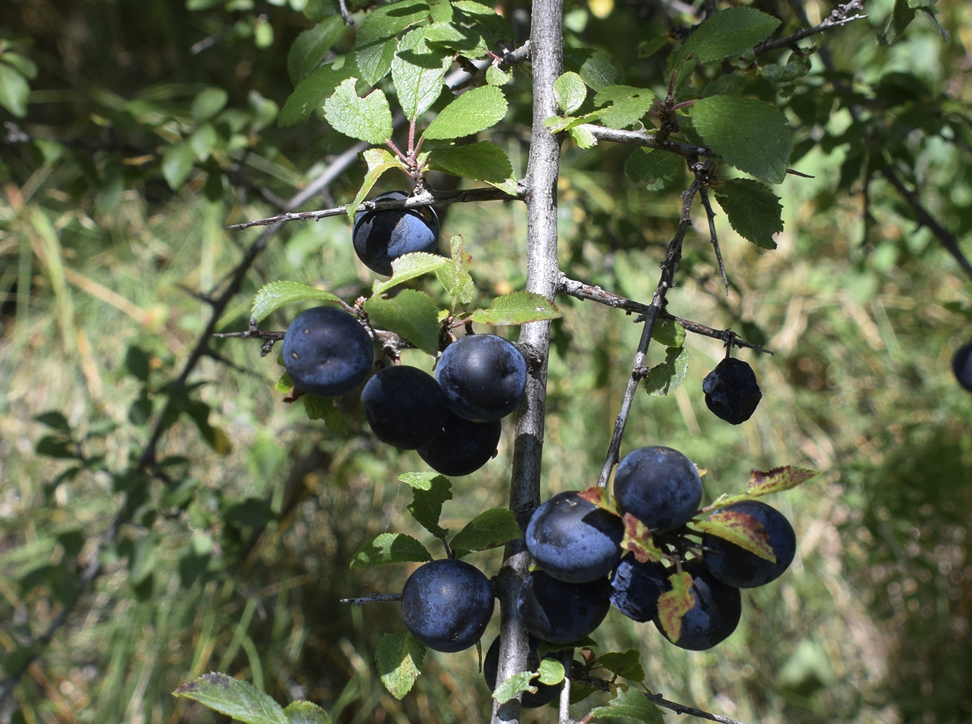 Image of Prunus spinosa specimen.