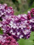 Syringa vulgaris